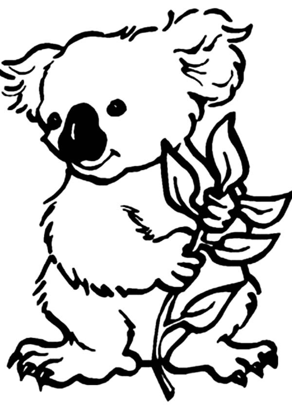 Baby Koala Coloring Pages
 Koala Bear Coloring Page
