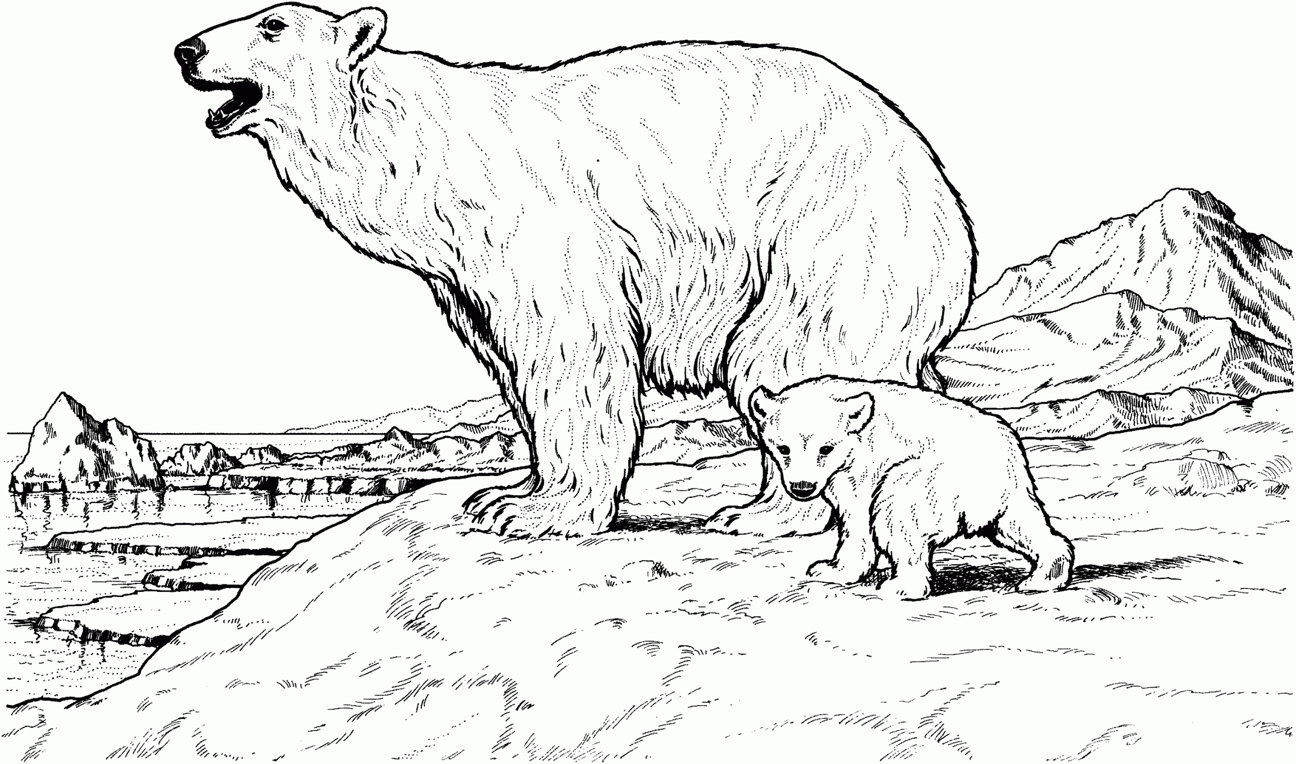 Baby Polar Bear Coloring Pages
 Free Printable Polar Bear Coloring Pages For Kids