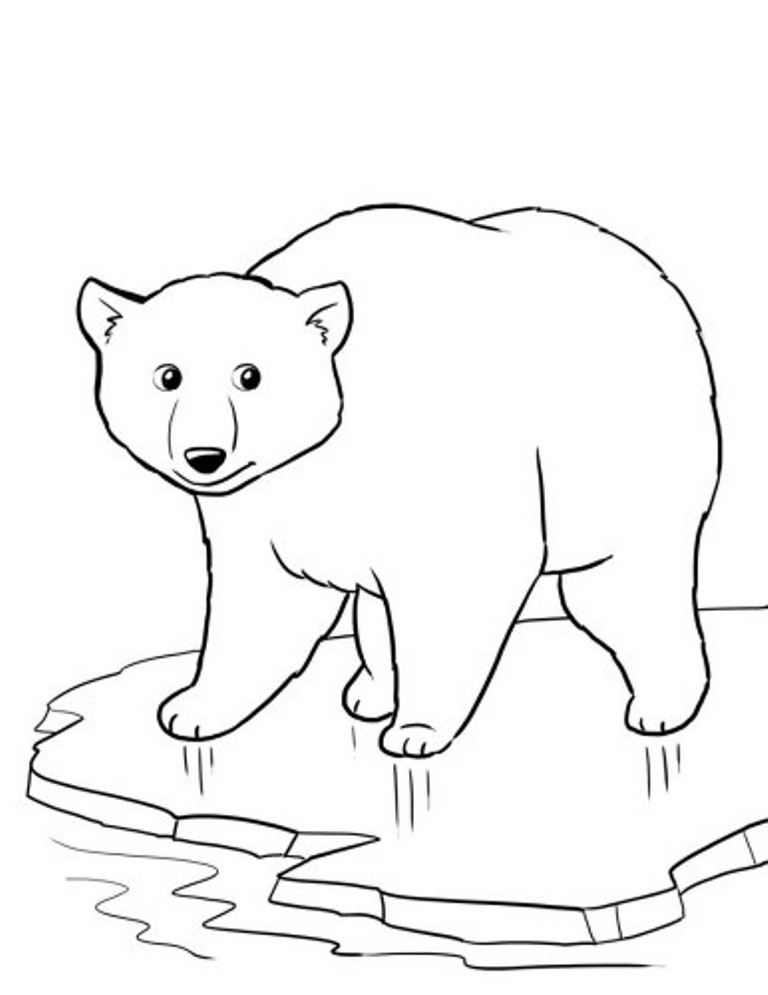 Baby Polar Bear Coloring Pages
 Polar Bear Cartoon Drawing at GetDrawings