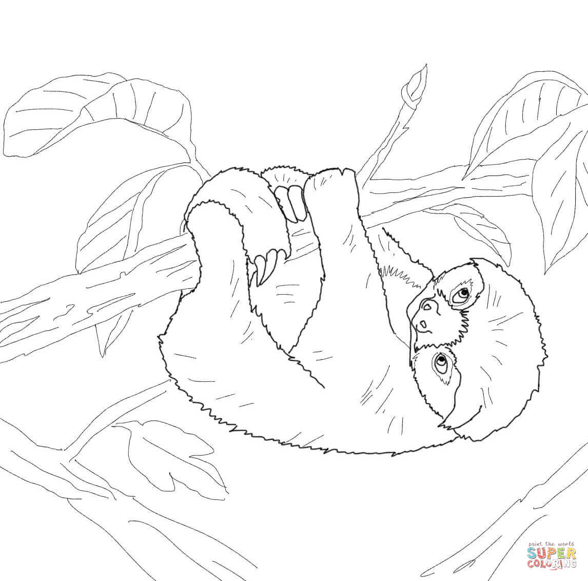 Baby Sloth Coloring Pages
 Baby Sloth coloring page
