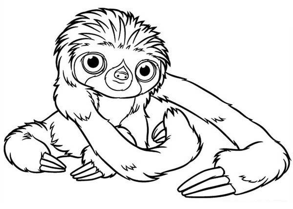 Baby Sloth Coloring Pages
 Sloth Adult Coloring Coloring Pages