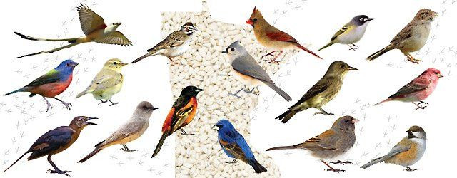 Backyard Bird Watching
 12 best Sparrow images on Pinterest