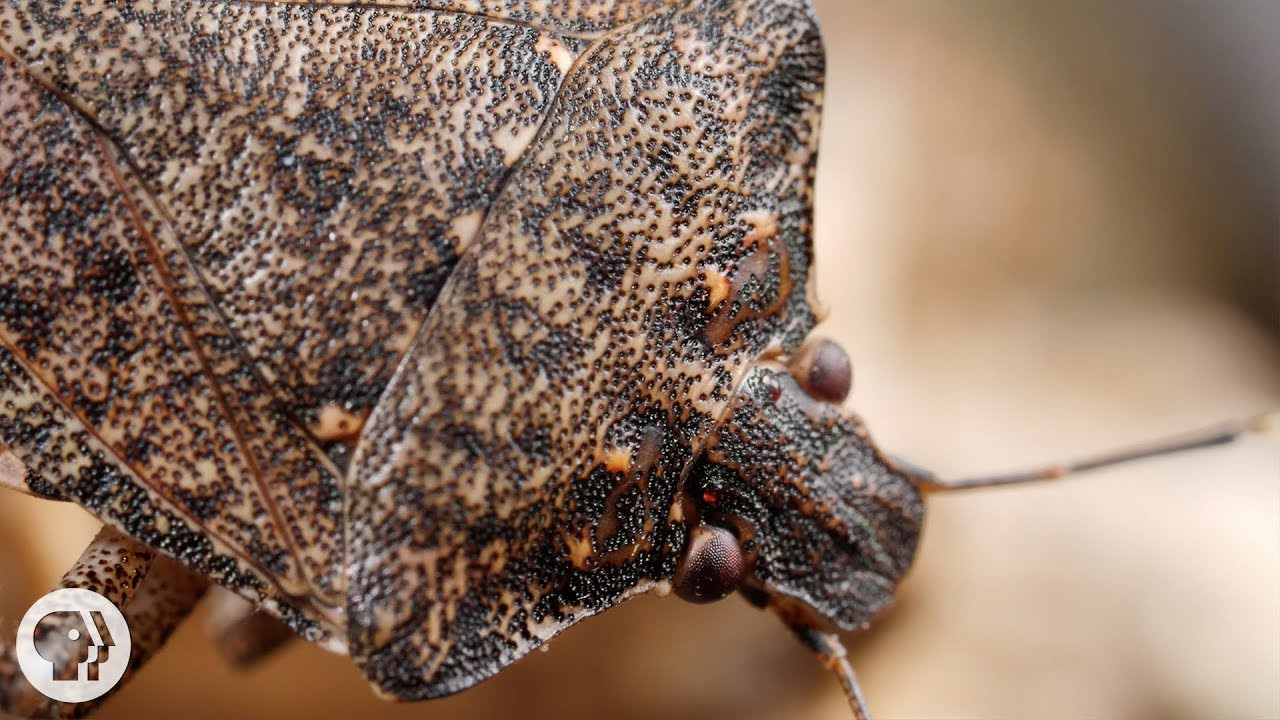 Backyard Bug Patrol
 Smart Tips For Getting Rid Stink Bugs in Virginia and