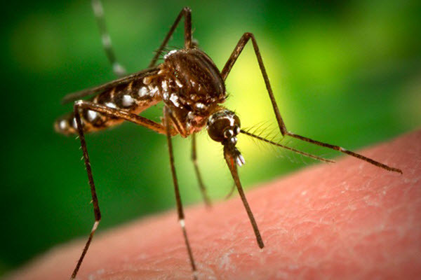 Backyard Bug Patrol
 Mosquito Repellant 855 668 4257