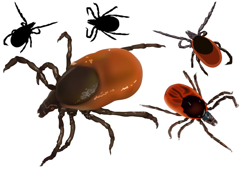 Backyard Bug Patrol
 Winter Warning Reminder That Ticks Are Still Active