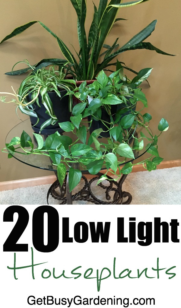 Bedroom Plants Low Light
 20 Low Light Houseplants that are also easy to grow