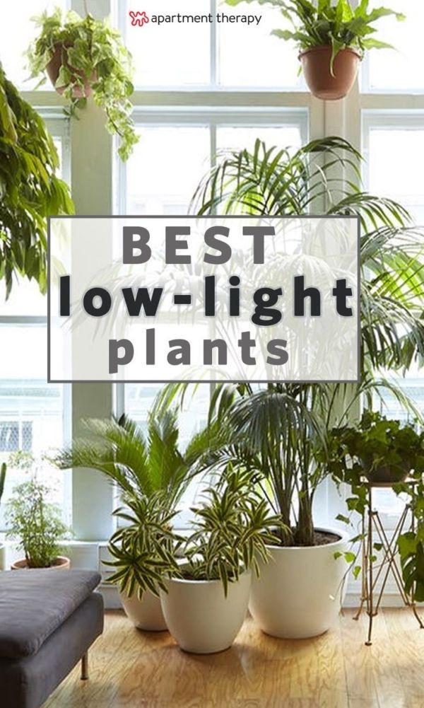 Bedroom Plants Low Light
 8 Houseplants that Can Survive Urban Apartments Low Light