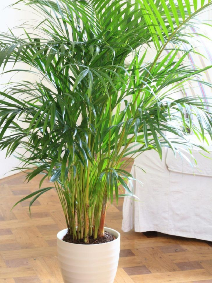 Bedroom Plants Low Light
 Bamboo palm is great air purified plant to filter oxygen