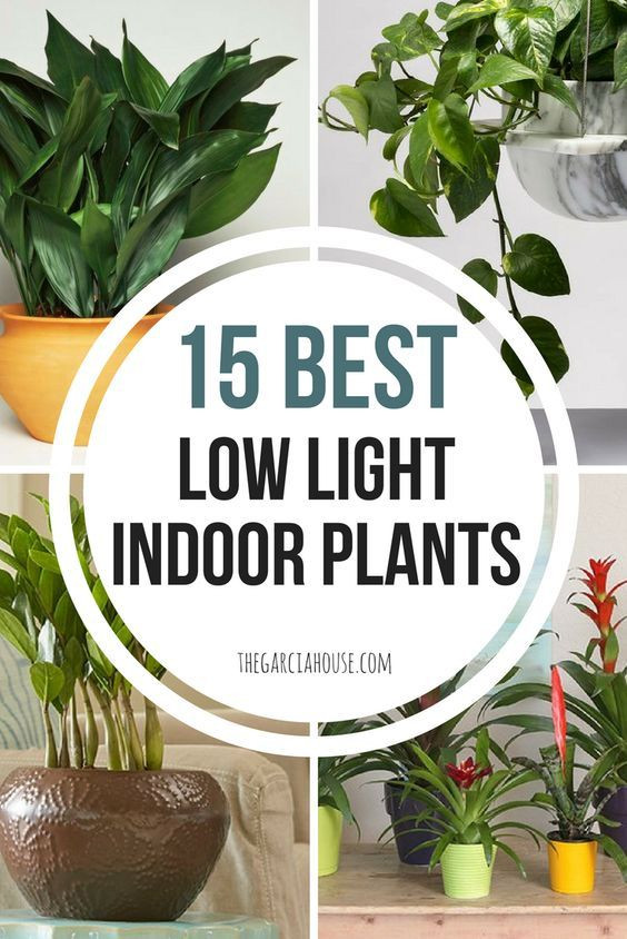 Bedroom Plants Low Light
 15 Best Low Light Indoor Plants Decor