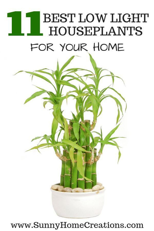 Bedroom Plants Low Light
 11 Best Low Light Indoor Plants for Your Home