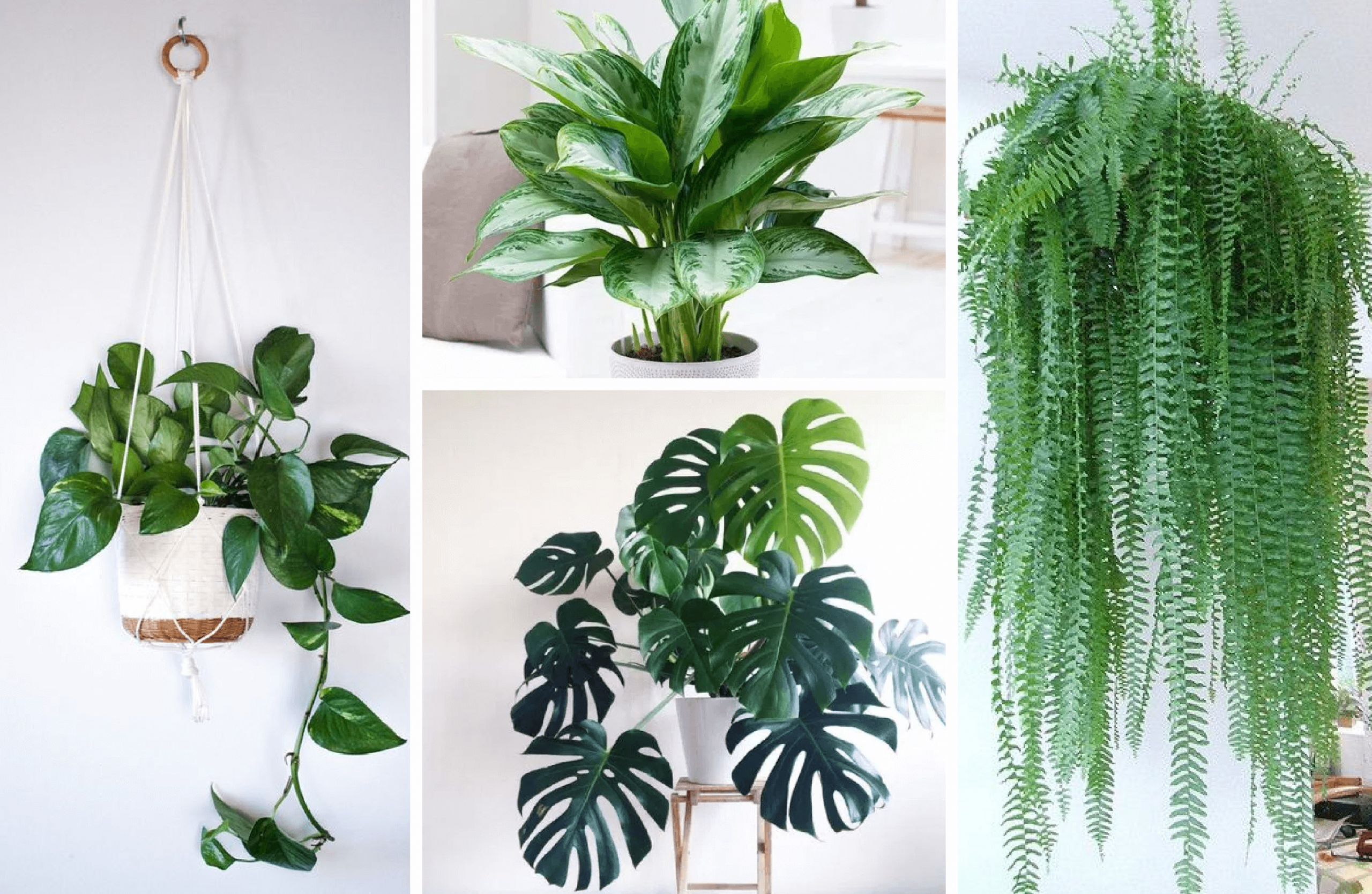 Bedroom Plants Low Light
 The Best Indoor Plants for Clean Air And Low Light