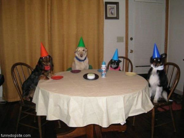 Birthday Party Funny
 Birthday Party funnydogsite