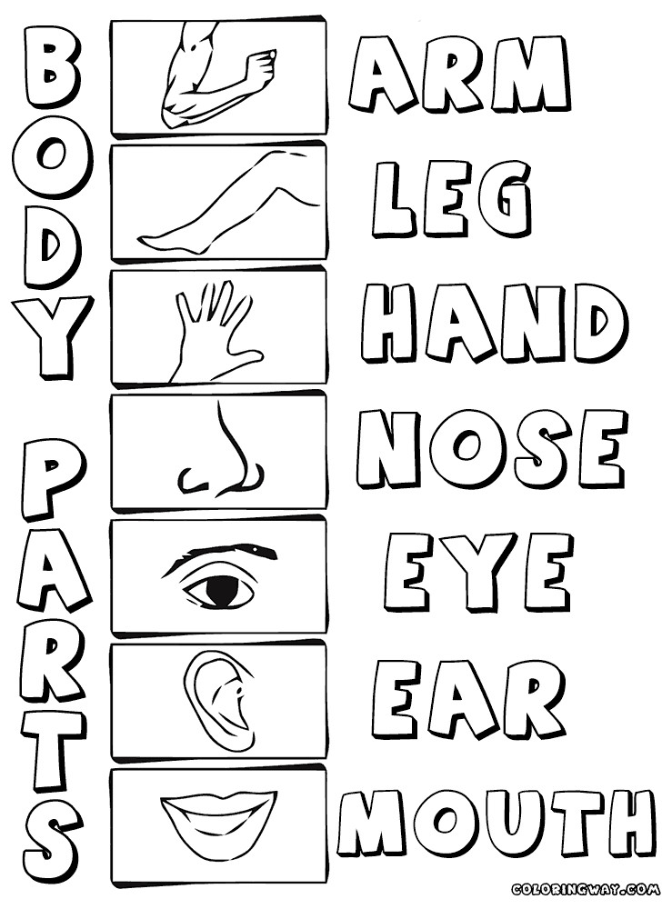 Body Parts Coloring Pages For Toddlers
 Body parts coloring pages