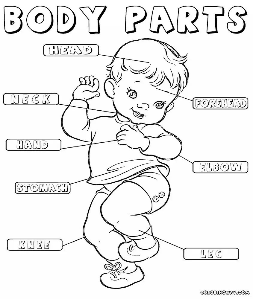 Body Parts Coloring Pages For Toddlers
 Body Parts For Kids Coloring Pages at GetColorings