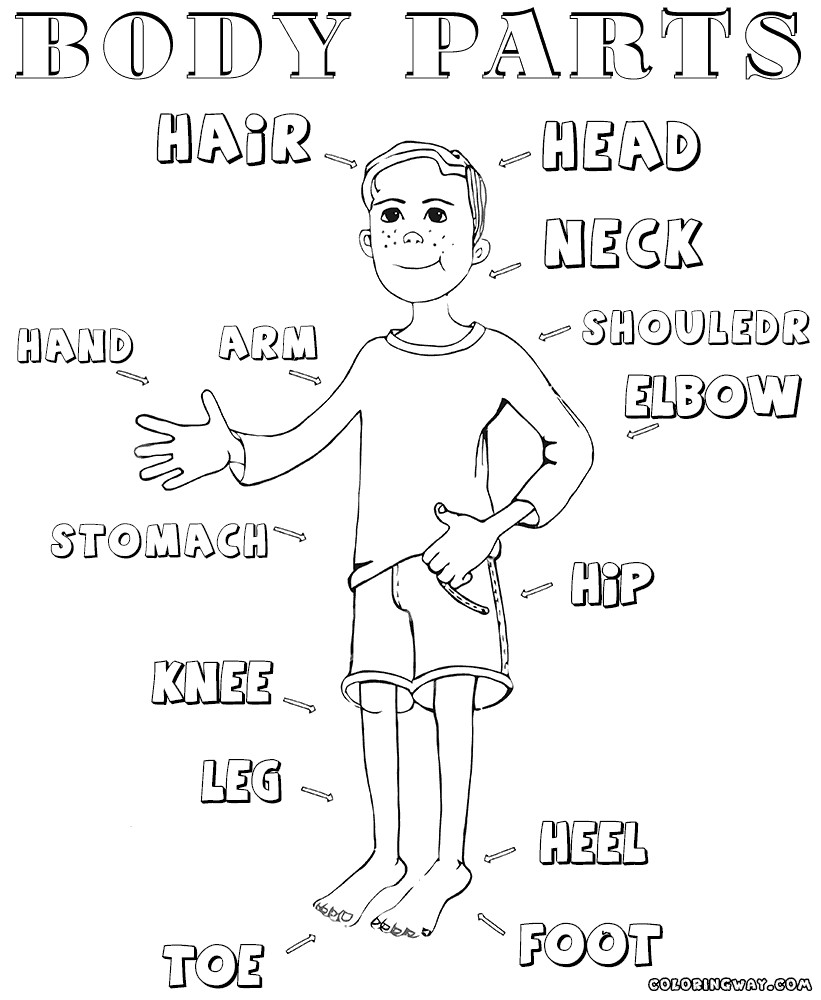Body Parts Coloring Pages For Toddlers
 Pin on Teaching tips