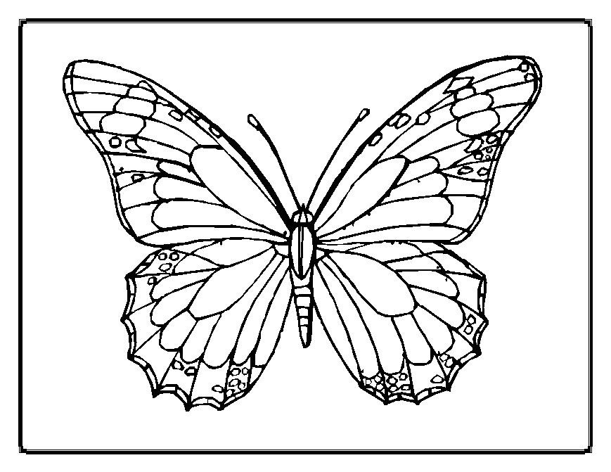 Butterfly Coloring Pages Printable
 butterfly coloring pages