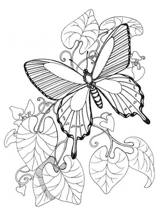 Butterfly Coloring Pages Printable
 Kids Page Butterfly Coloring Pages