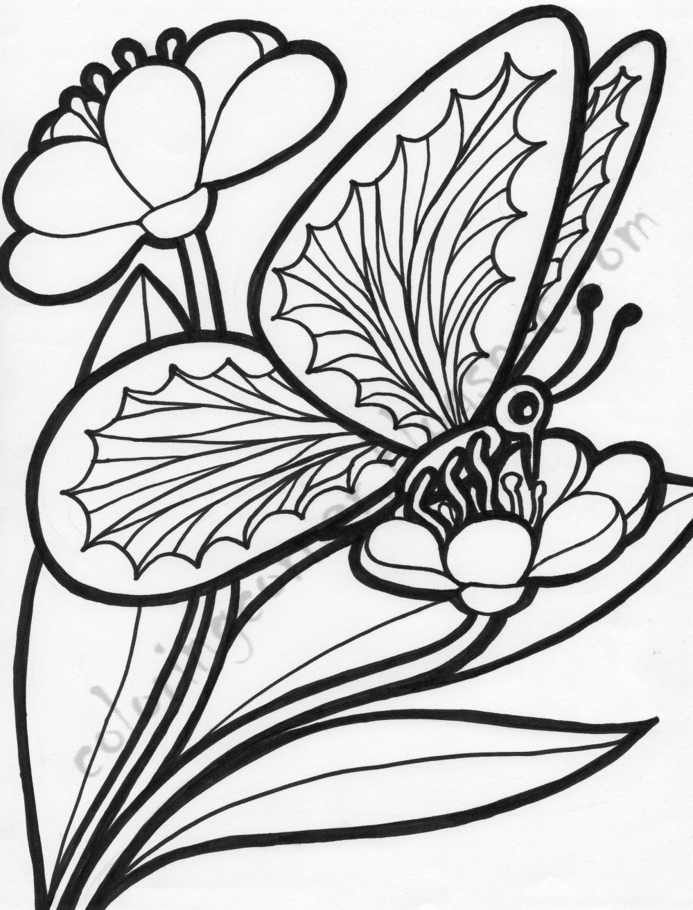 Butterfly Coloring Pages Printable
 Butterfly Coloring Pages