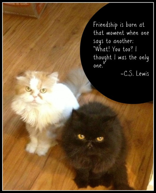 Cat Friendship Quotes
 Friendship Quotes And Cute Cat Picture QuotesGram