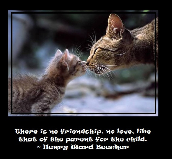 Cat Friendship Quotes
 44 best images about Crazy Cat Lady Cats with Quotes