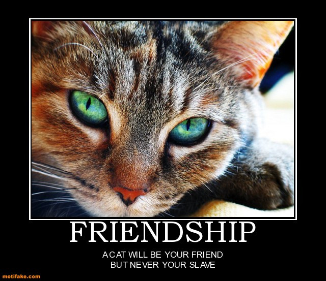 Cat Friendship Quotes
 Funny Slave Quotes QuotesGram