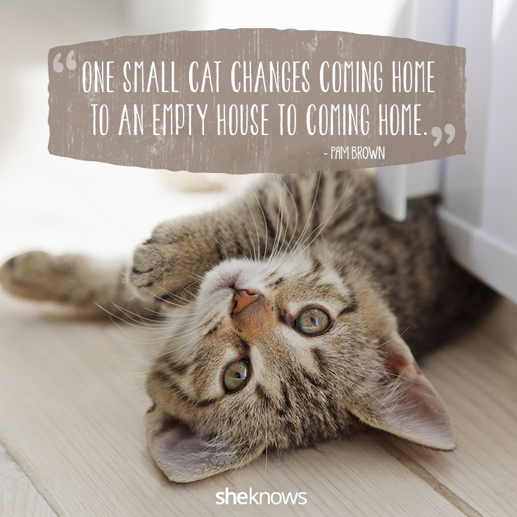 Cat Friendship Quotes
 50 Cat Quotes That ly Feline Lovers Would Understand
