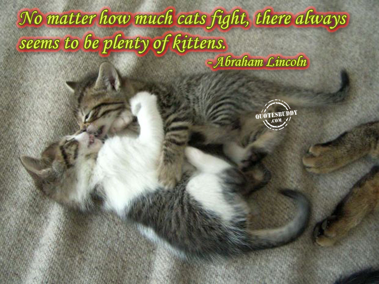 Cat Friendship Quotes
 Kitten Friendship Quotes QuotesGram