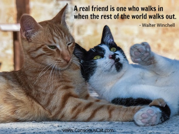 Cat Friendship Quotes
 Sunday Quotes Friendship The Conscious Cat