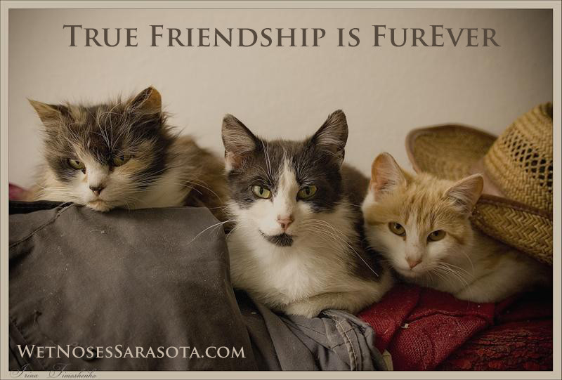 Cat Friendship Quotes
 Cat Friendship Quotes QuotesGram
