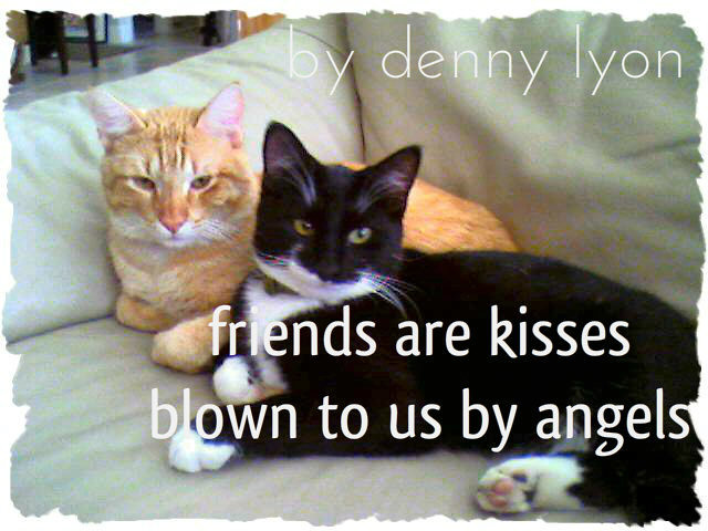 Cat Friendship Quotes
 Dennys Funny Quotes Cat Philosopher Curty Talks About