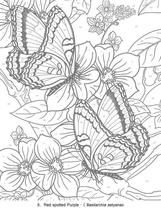 Color By Number Adult Coloring Books
 123 best Adult coloring butterflys images on Pinterest