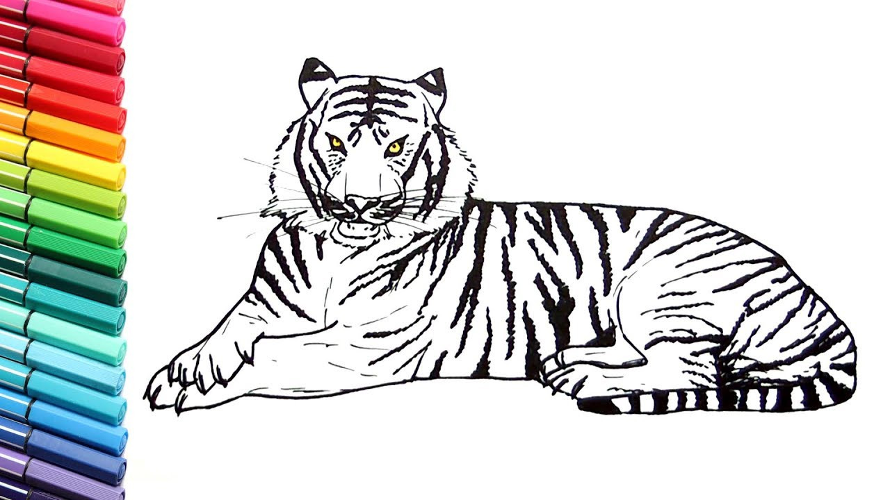 Coloring Animals For Kids
 Drawing and Coloring a Tiger How to Draw Wild Animals