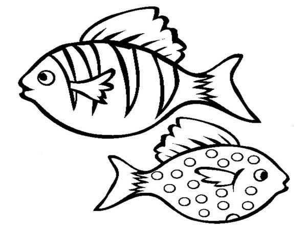 Coloring Pages Fish For Kids
 Realistic Aquarium Fish Coloring Page Free & Printable