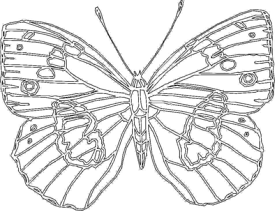 Coloring Pages For Big Kids
 Big Butterfly Coloring Page for Kids Printable