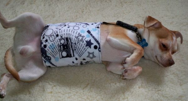 DIY Belly Bands For Dogs
 17 Best images about belly bands on Pinterest