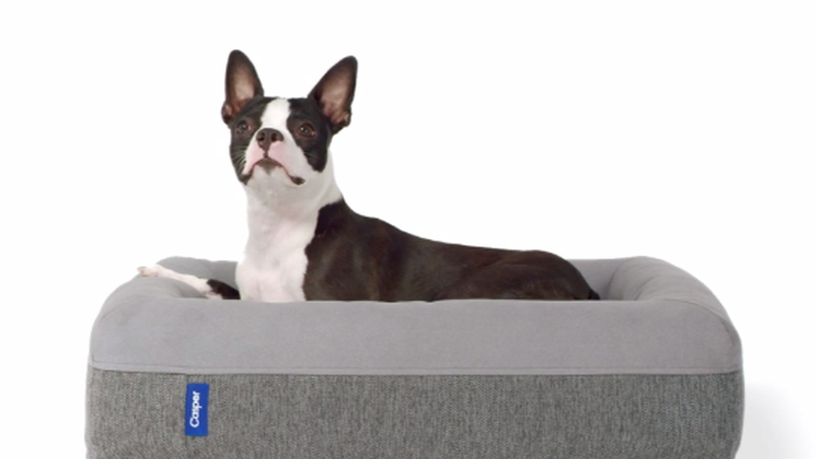 DIY Chew Proof Dog Bed
 Tips Diy Chew Proof Dog Bed Chew Proof Dog Bed Best Dog