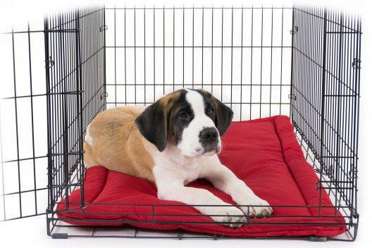 DIY Chew Proof Dog Bed
 TUFF Crate Pad – Best of Dog