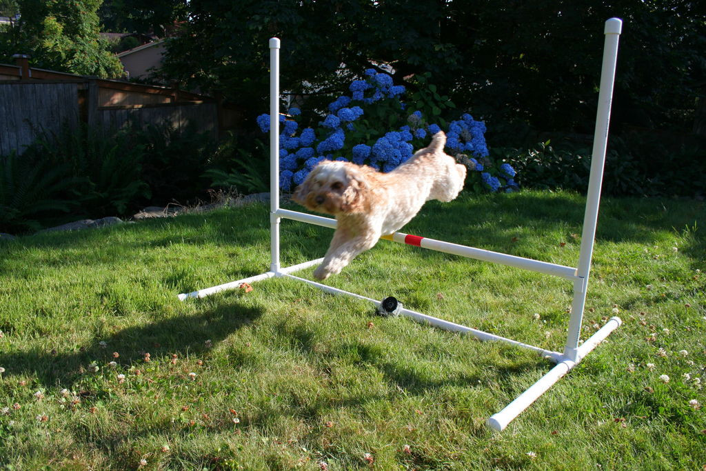 DIY Dog Agility Course
 Dog Agility Jump 8 Steps with