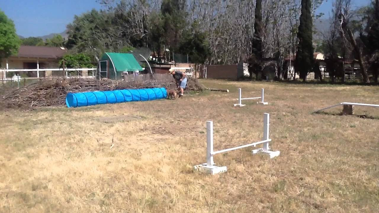 DIY Dog Agility Course
 Homemade dog agility course