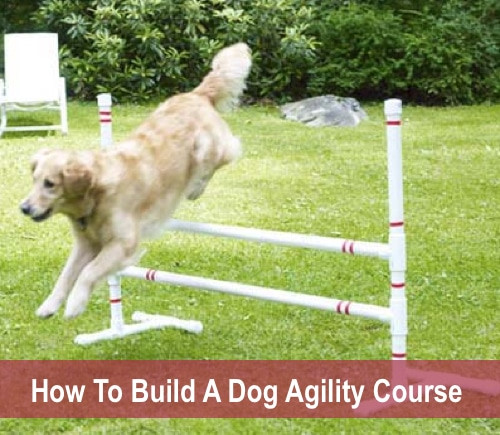 DIY Dog Agility Course
 How To Build A Dog Agility Course Homestead & Survival