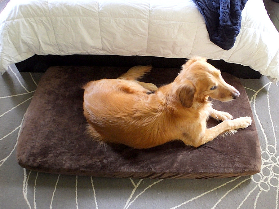 DIY Dog Bed For Big Dogs
 A quality diy large dog bed for under $50 and it s no sew