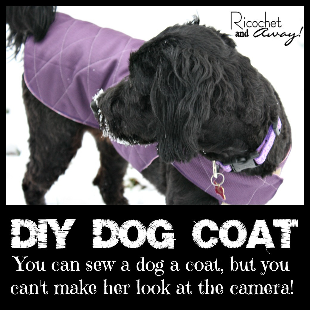 DIY Dog Coat
 Ricochet and Away DIY Dog Coat