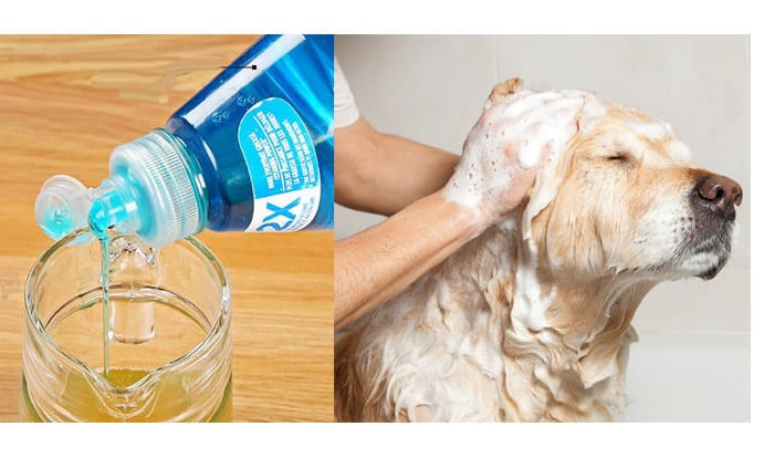 DIY Dog Conditioner
 3 DIY Homemade Dog Shampoo Recipes for a Shiny Glossy