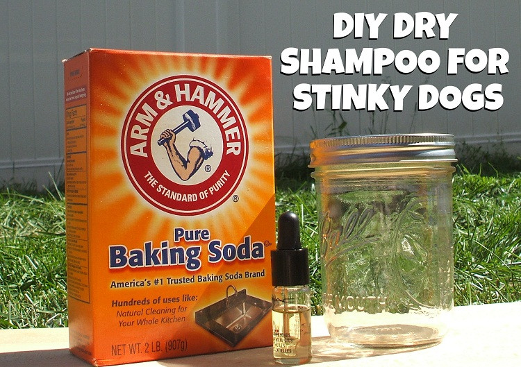 DIY Dog Conditioner
 DIY Homemade Dry Shampoo for Dogs