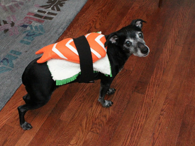 DIY Dog Costume For Humans
 11 DIY Dog Hacks That ll Change Your Life