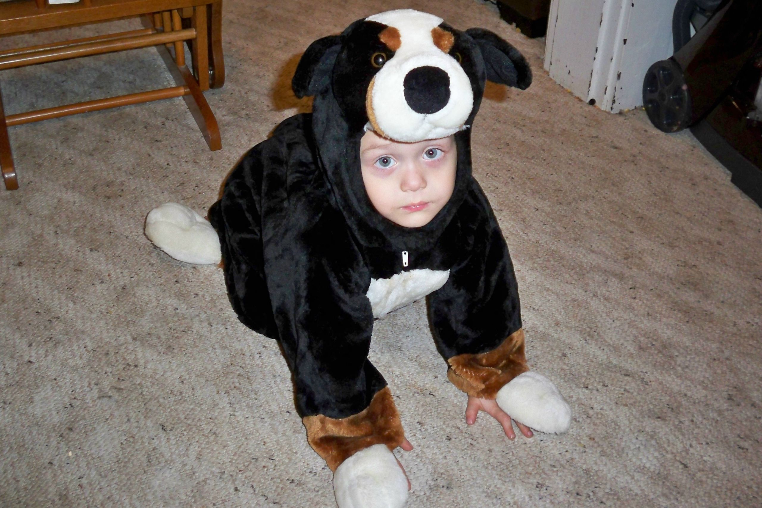 DIY Dog Costume For Humans
 Homemade Dog Costumes For Humans Dog Beds and Costumes