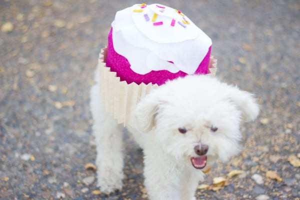 DIY Dog Costume For Humans
 Pet Halloween Costume Cupcake Lovely Indeed