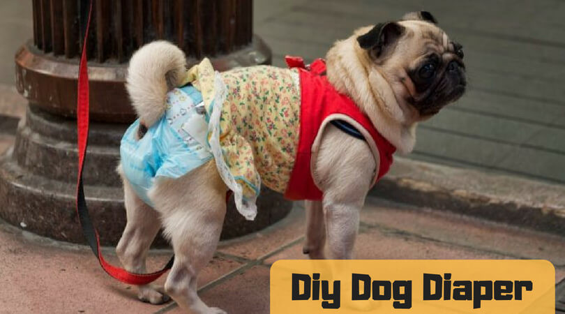 DIY Dog Diaper
 DIY Dog Diaper Make Diaper Alternative At Your Home