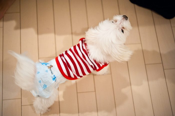 DIY Dog Diapers
 DIY Dog Diaper Step by Step DIY Instructions and Expert s