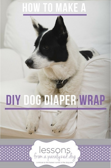 DIY Dog Diapers
 How To Make A DIY Dog Diaper Wrap